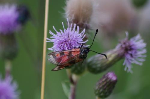 Zygaena carniolica